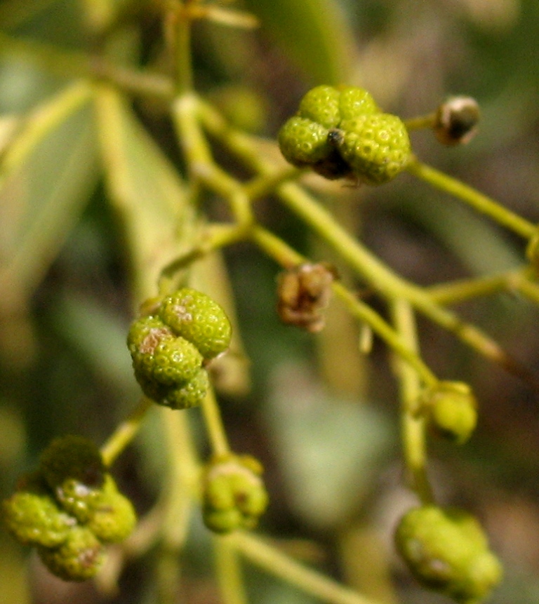 Image of Haplophyllum acutifolium specimen.