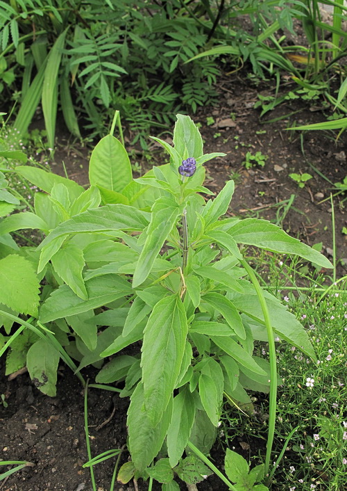 Image of Salvia farinacea specimen.