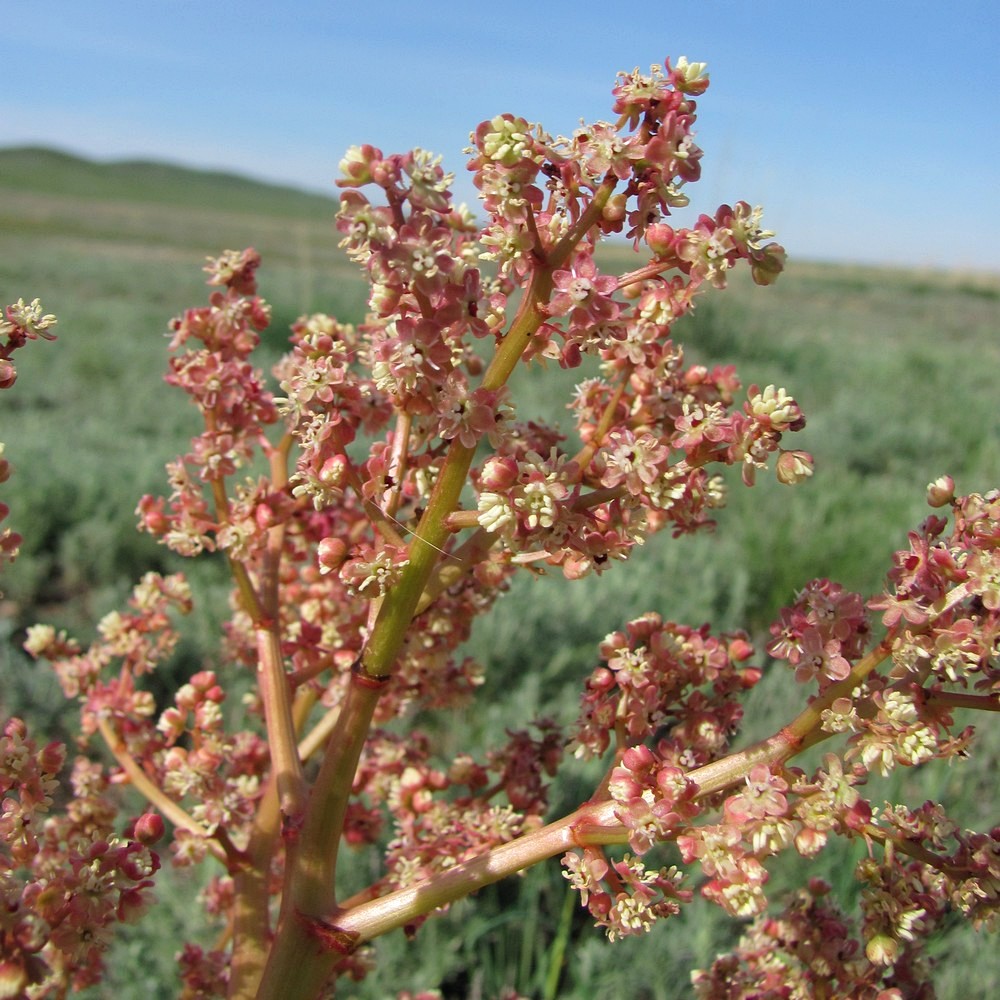 Image of Rheum tataricum specimen.