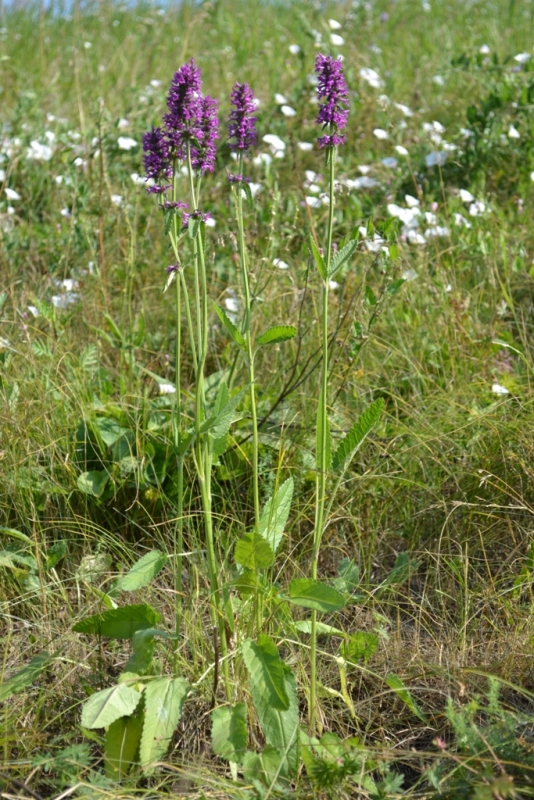 Изображение особи Betonica officinalis.