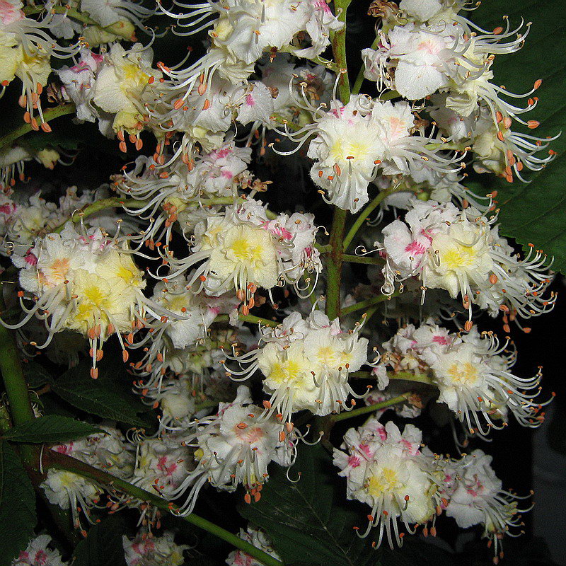 Image of Aesculus hippocastanum specimen.