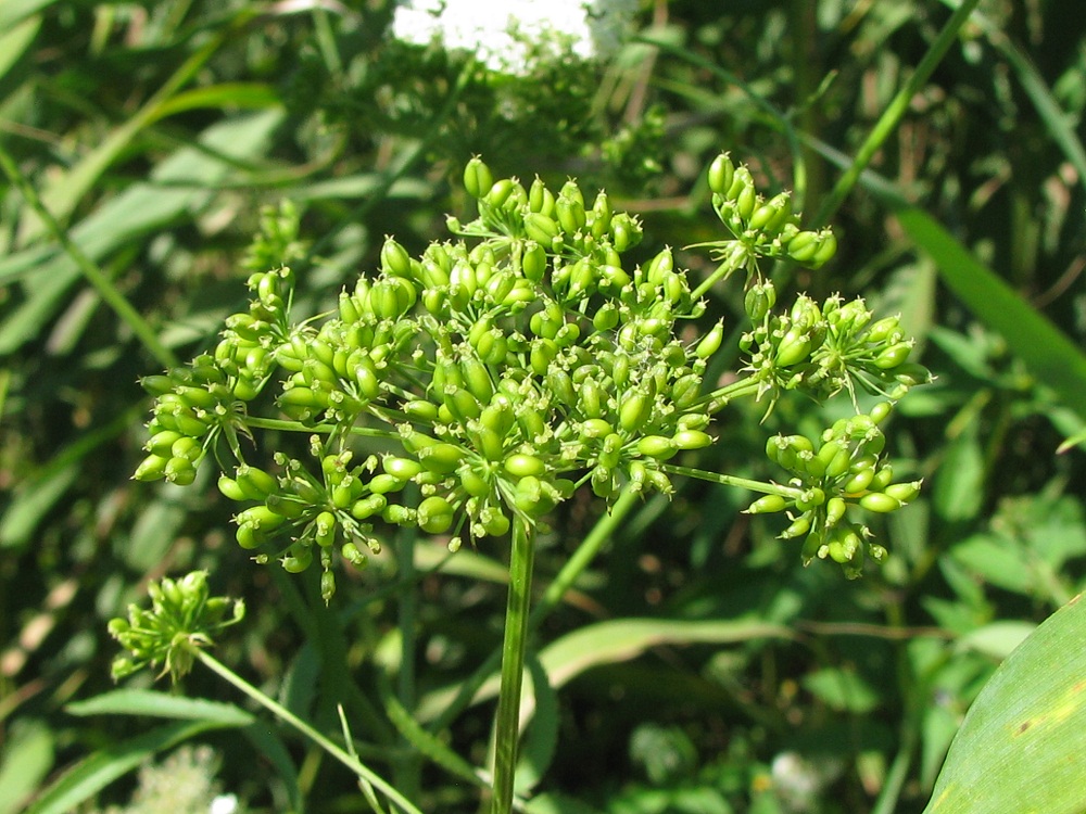 Image of Berula erecta specimen.