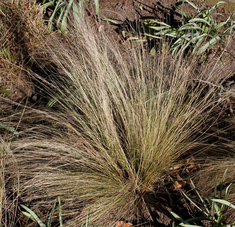 Изображение особи Stipa ucrainica.