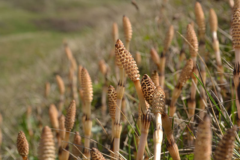 Image of Equisetum arvense specimen.