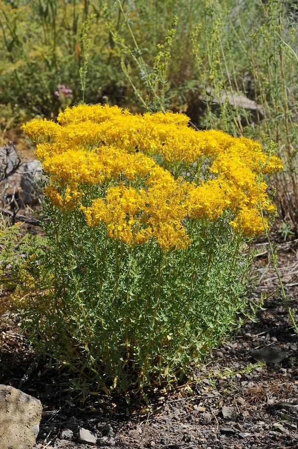 Image of Hypericum scabrum specimen.