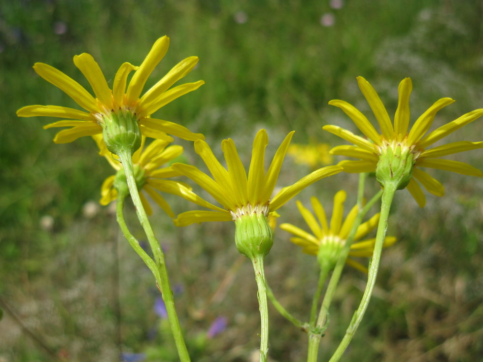 Изображение особи род Senecio.