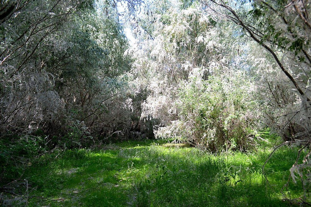 Image of Salix triandra specimen.