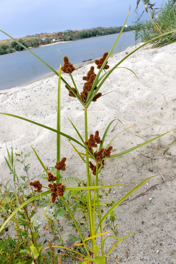 Image of Cyperus glomeratus specimen.