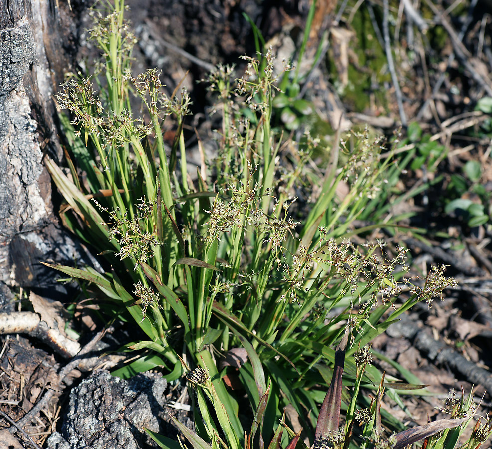 Image of Luzula pilosa specimen.