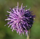 Centaurea scabiosa