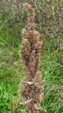 Amaranthus retroflexus