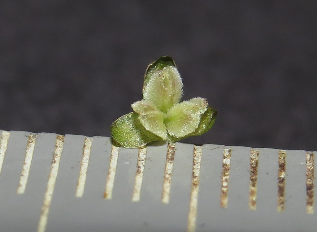 Image of Vallisneria spiralis specimen.