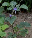 Clematis heracleifolia. Нижняя часть цветущего растения ('Cassandra'). Германия, г. Дюссельдорф, Ботанический сад университета. 14.08.2013.