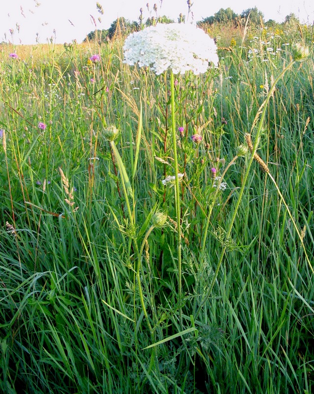 Image of Daucus carota specimen.