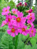 Primula japonica. Соцветие. Курильские о-ва, о. Шикотан, окр. пос. Крабозаводское, лес на склоне бухты Крабовая (заброшенная застава). 23.06.2013.