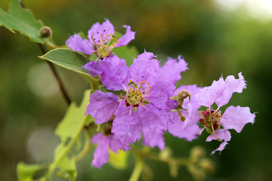 Изображение особи Lagerstroemia speciosa.