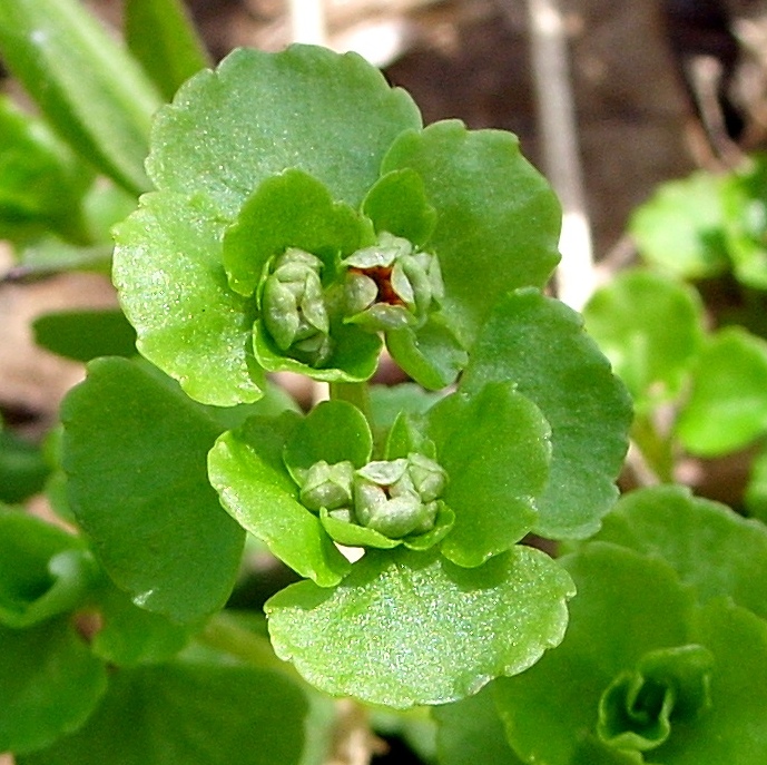 Image of Chrysosplenium ramosum specimen.