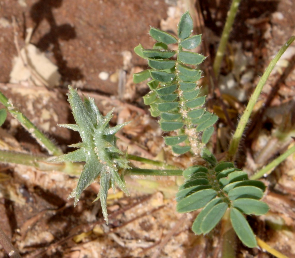 Изображение особи Onobrychis crista-galli.