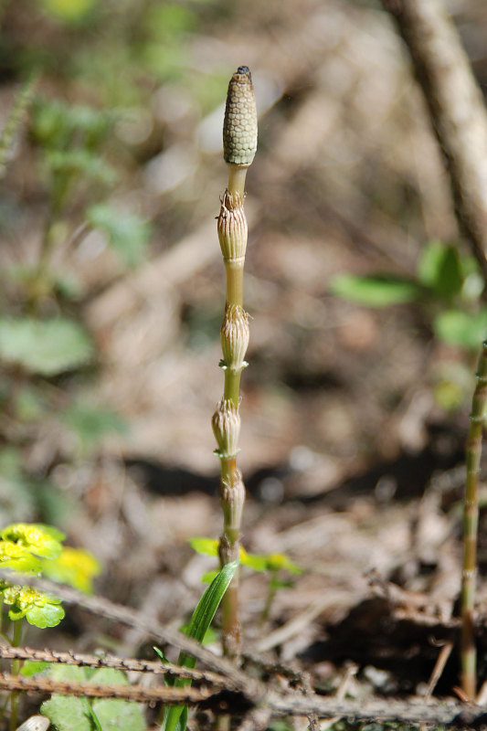 Изображение особи Equisetum pratense.