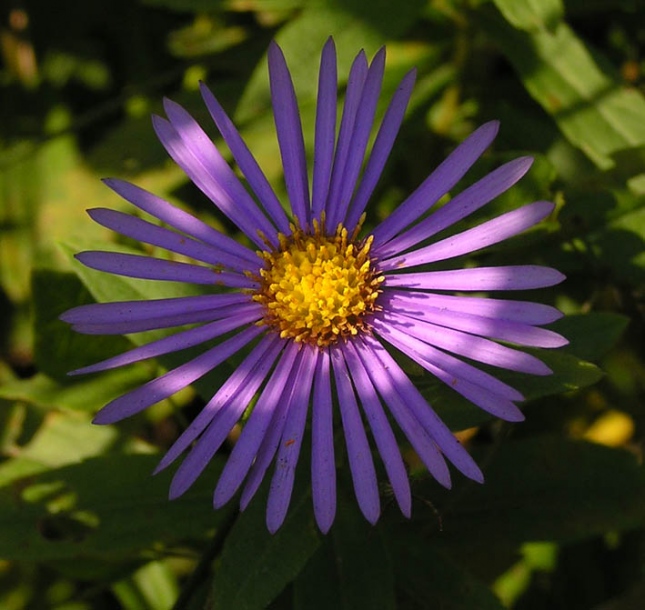 Image of Aster maackii specimen.