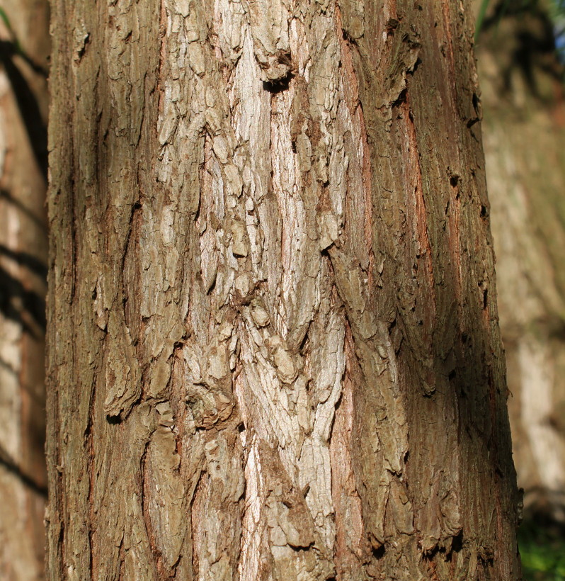 Image of Cunninghamia lanceolata specimen.