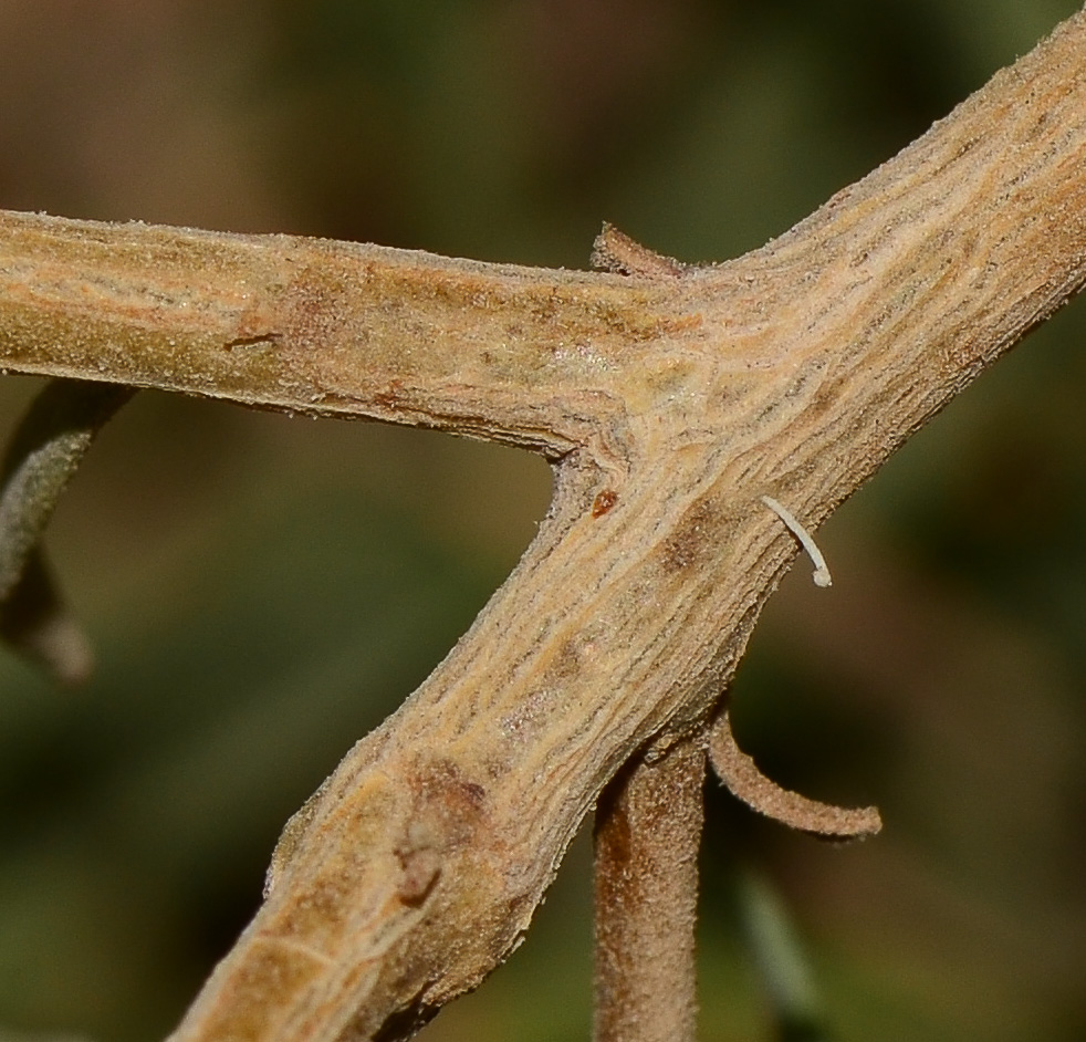 Изображение особи Eremophila maculata.