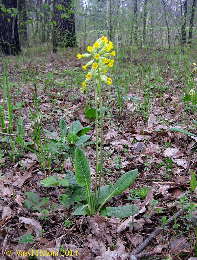 Image of Primula veris specimen.