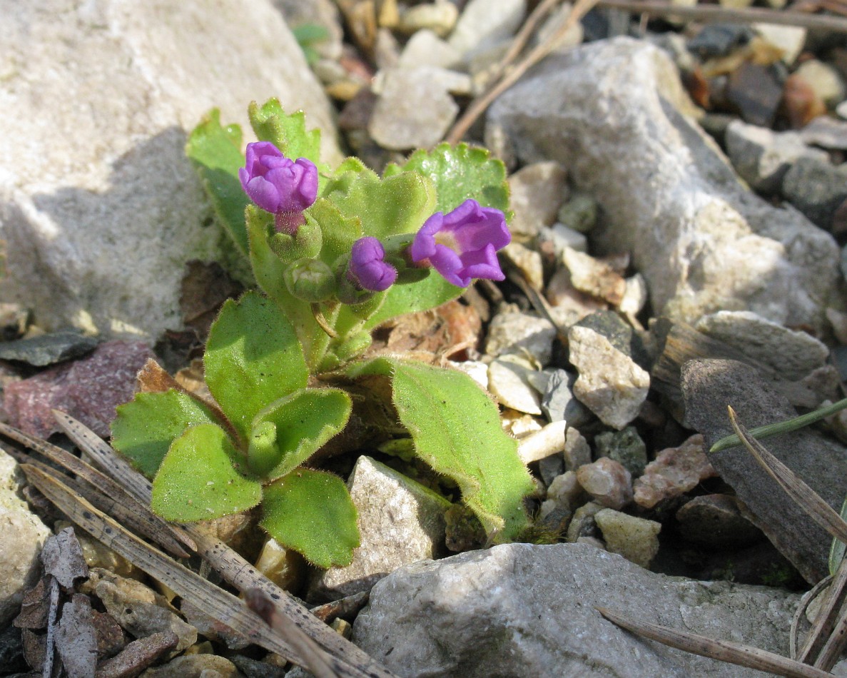 Image of Primula daonensis specimen.