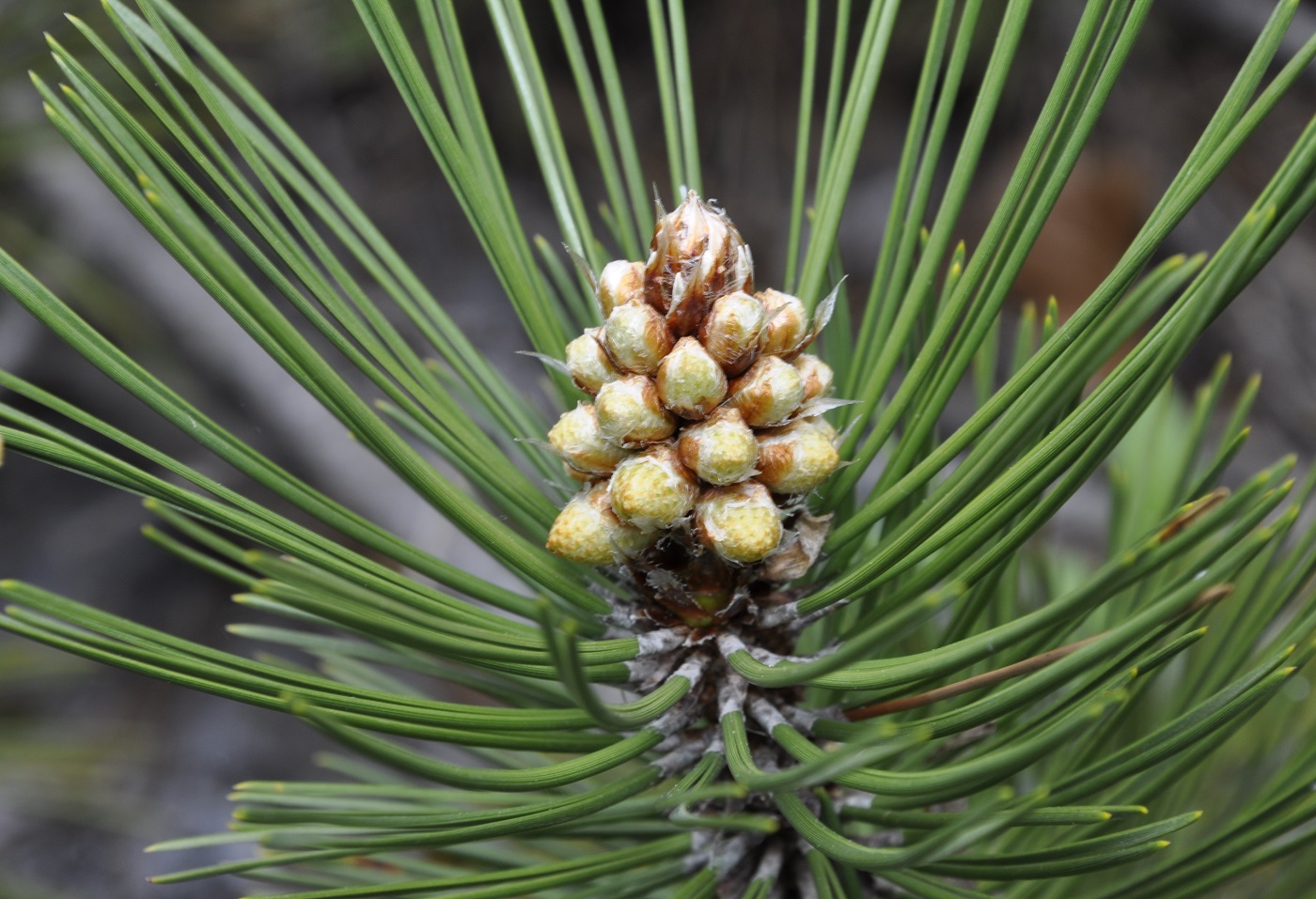 Image of Pinus pallasiana specimen.