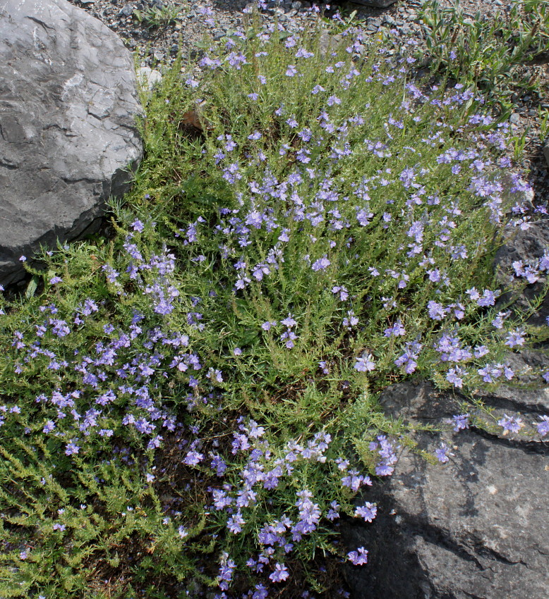 Image of Veronica armena specimen.