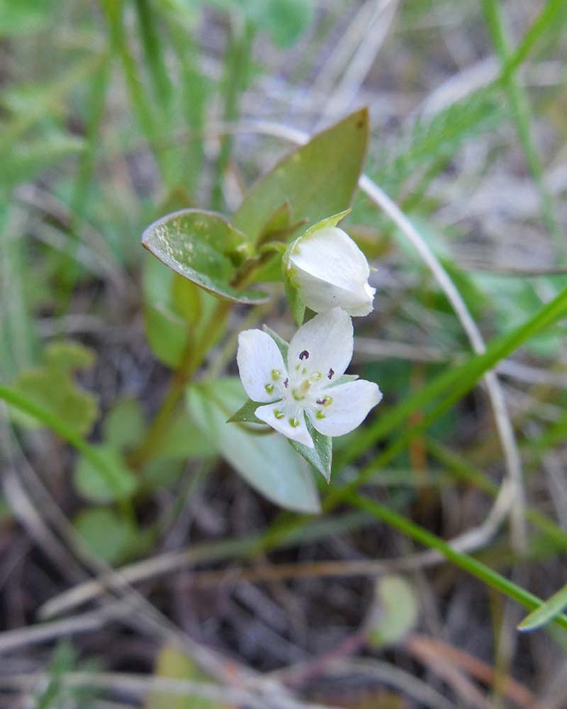 Изображение особи Anagallidium dichotomum.