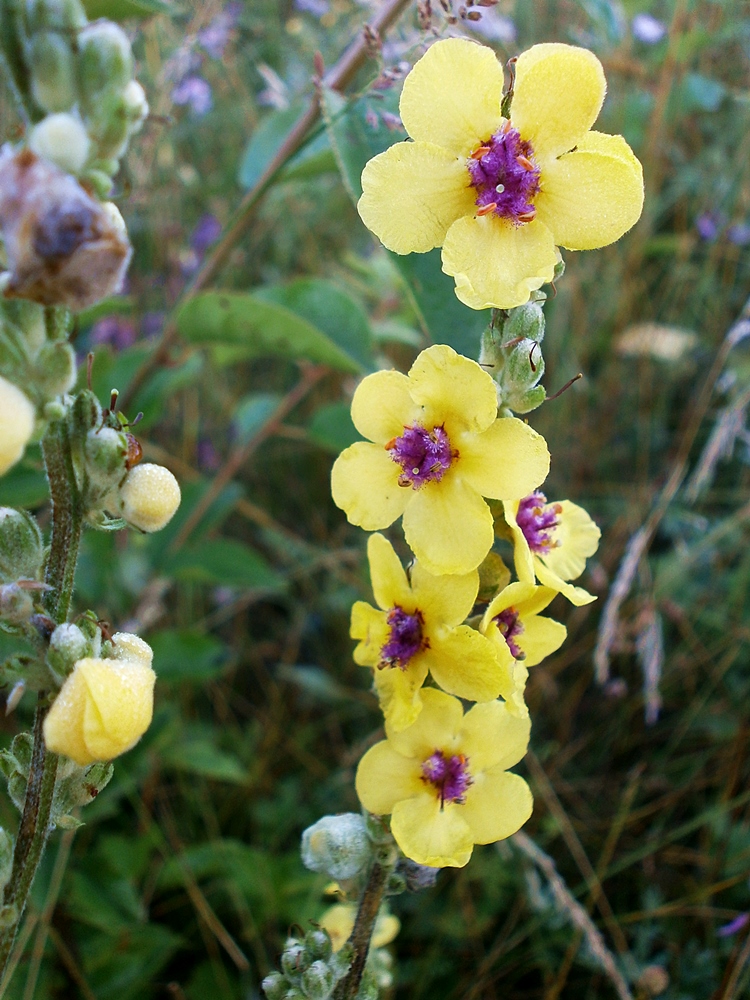 Изображение особи Verbascum marschallianum.