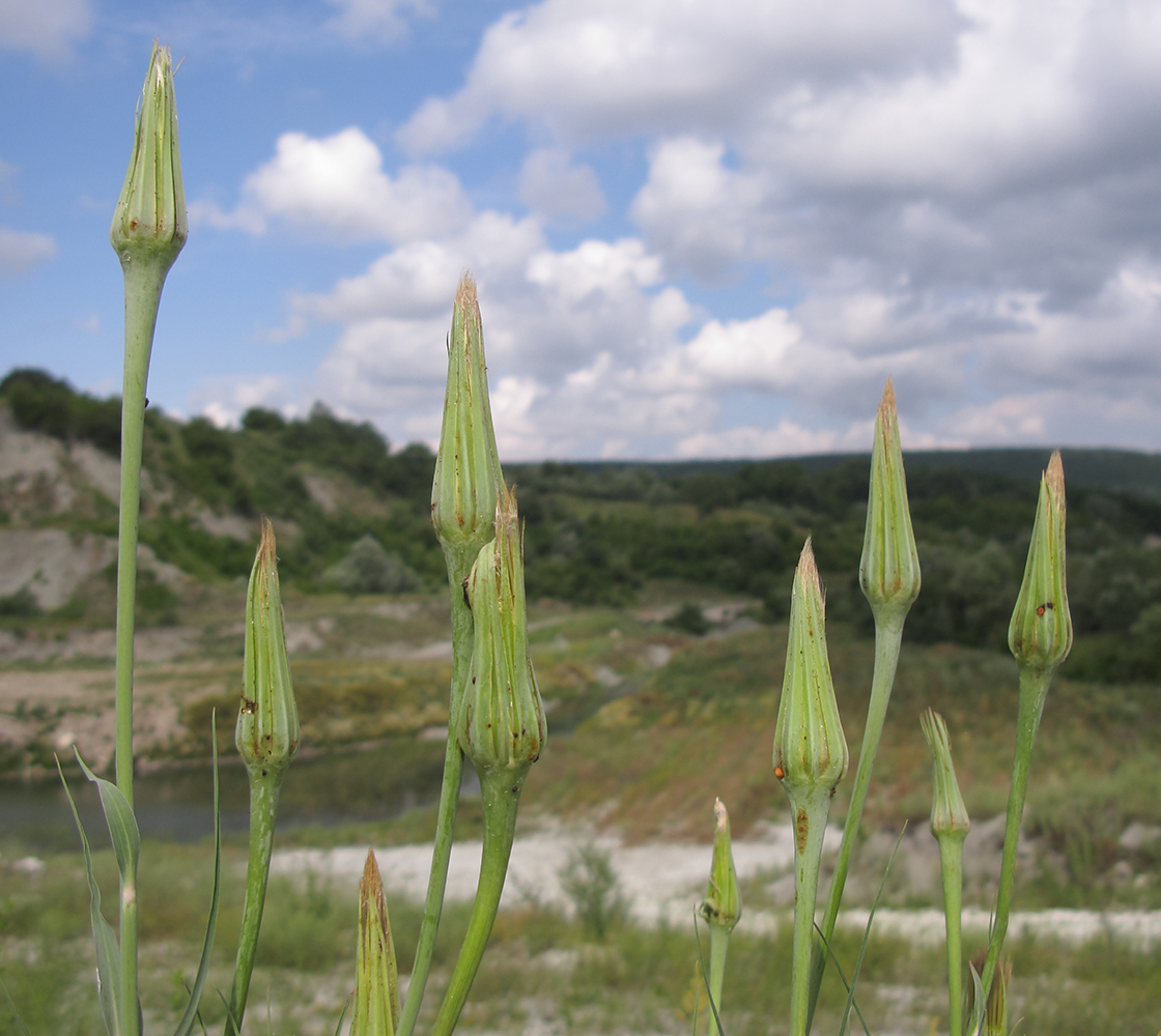 Image of Tragopogon dubius ssp. major specimen.