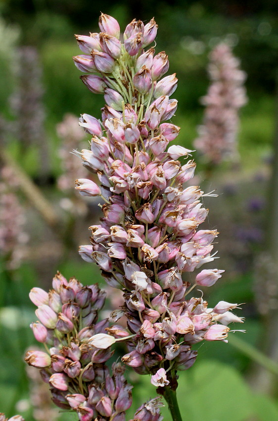 Image of genus Bistorta specimen.