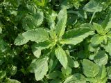 Amaranthus retroflexus