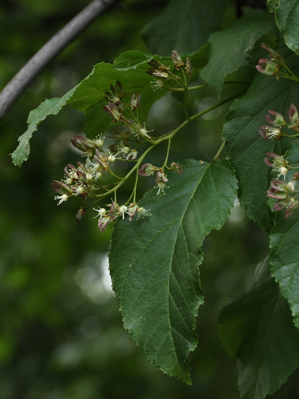 Изображение особи Acer tataricum.