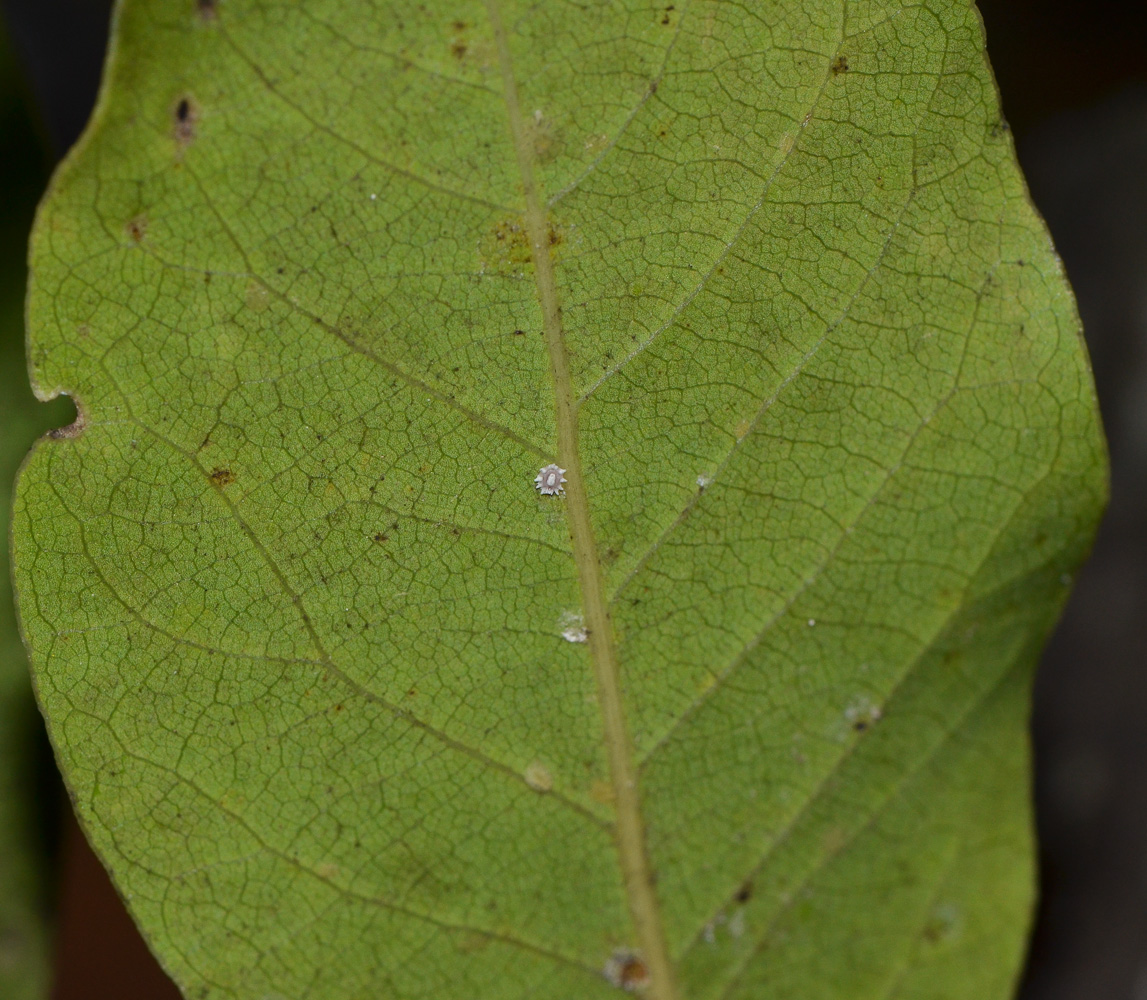 Изображение особи Laurus nobilis.