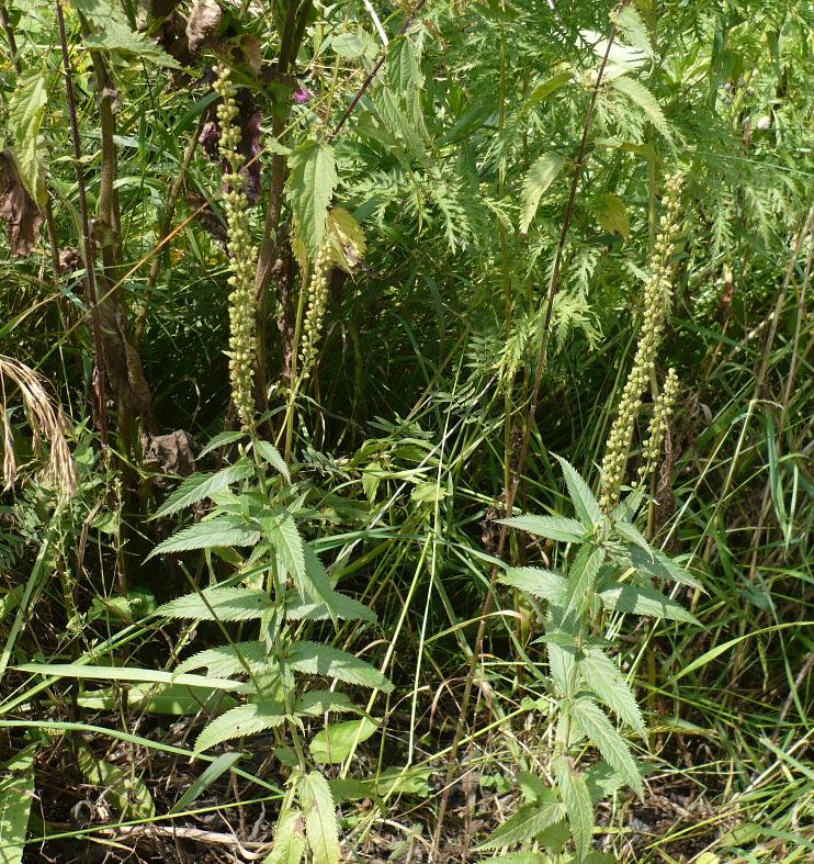 Image of Veronica longifolia specimen.