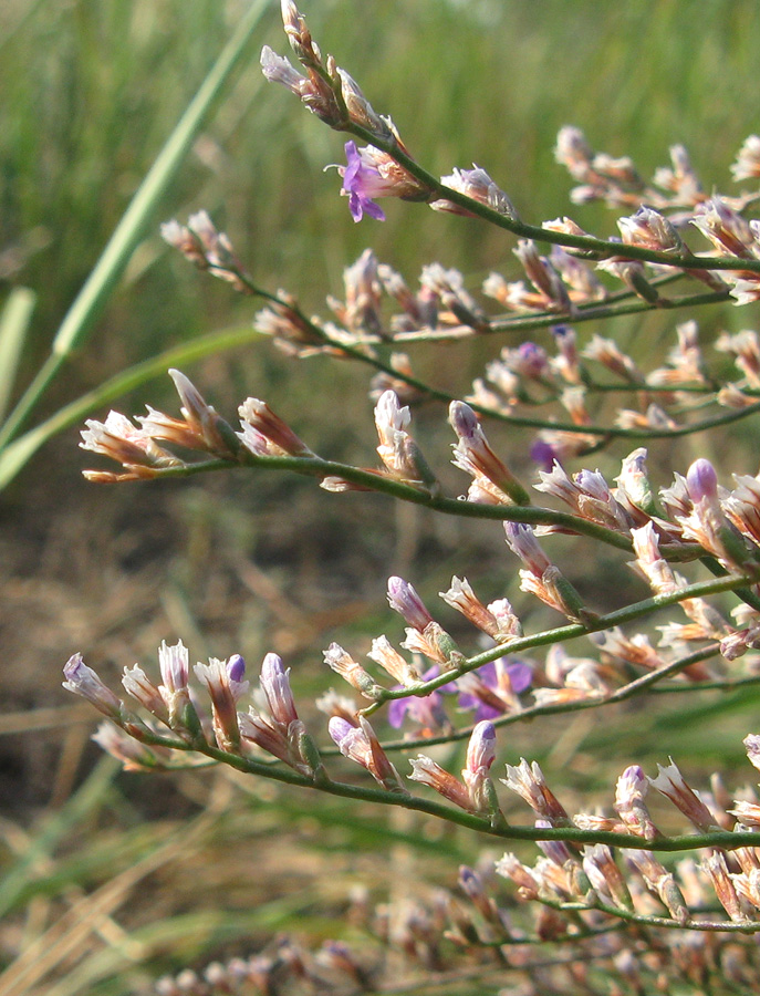 Image of Limonium scoparium specimen.