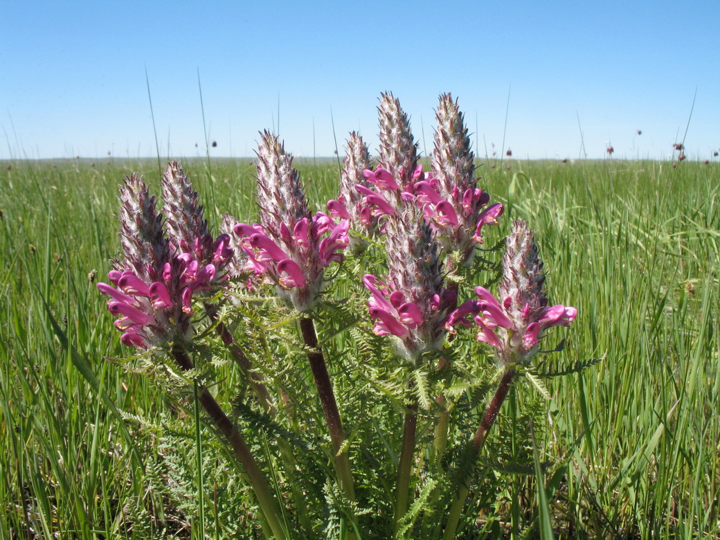 Изображение особи Pedicularis dasystachys.