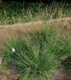 Molinia caerulea. Плодоносящее растение ('Moorhexe'). Германия, г. Крефельд, Ботанический сад. 06.09.2014.