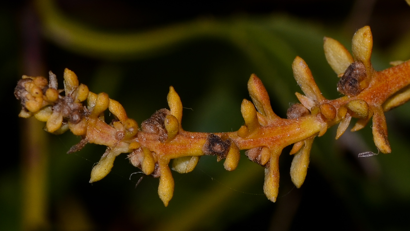 Image of Scaevola crassifolia specimen.