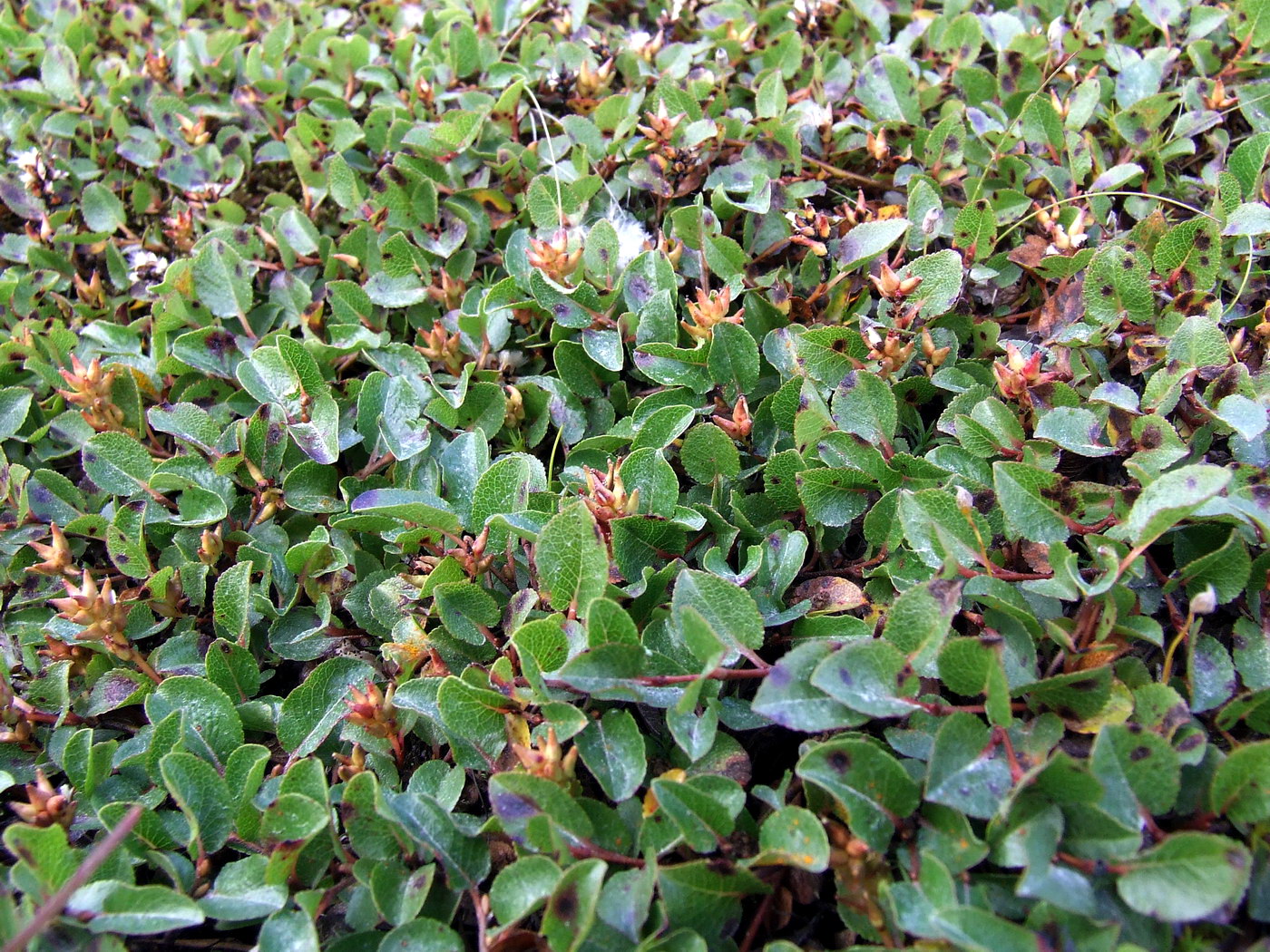 Image of Salix herbacea specimen.