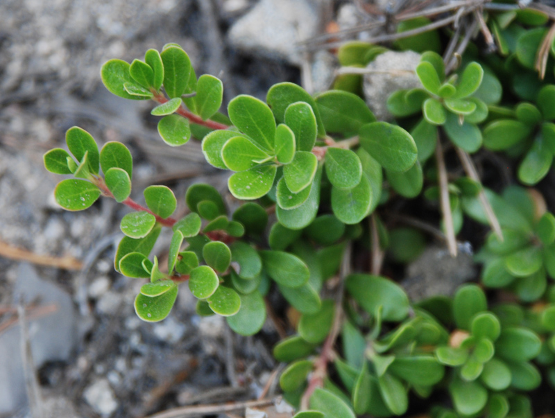 Image of Arctostaphylos uva-ursi specimen.