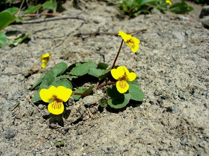 Image of Viola avatschensis specimen.