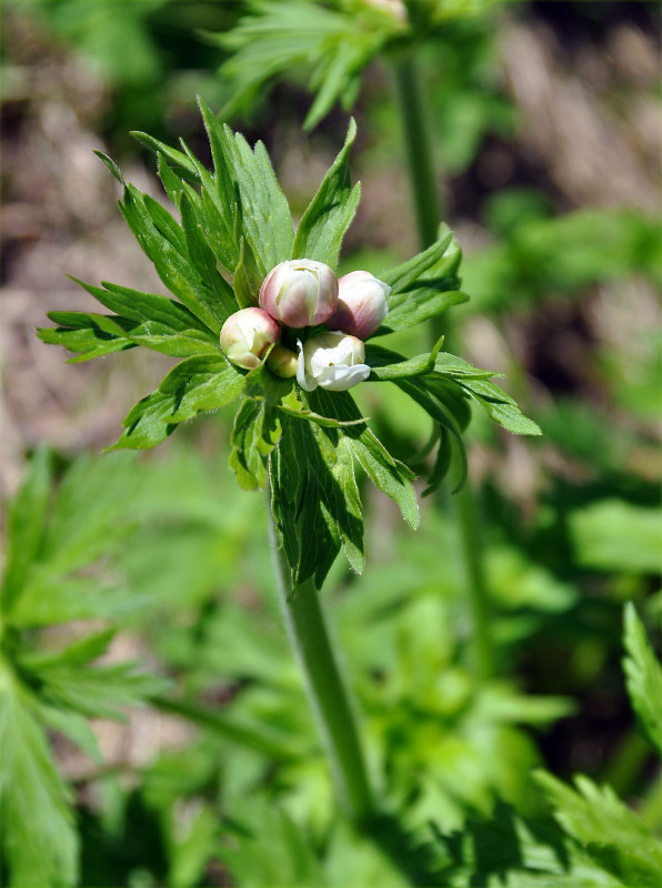 Image of Anemonastrum fasciculatum specimen.