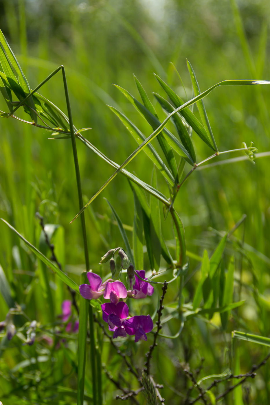 Image of Lathyrus palustris specimen.