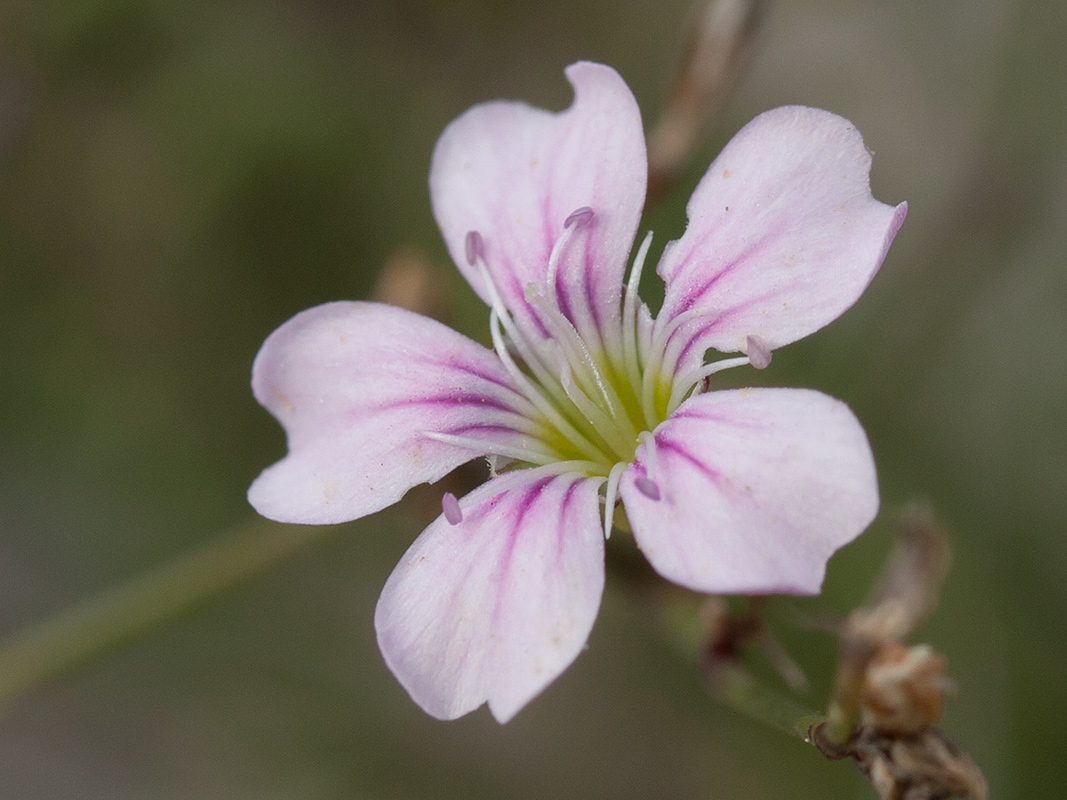 Image of Petrorhagia saxifraga specimen.