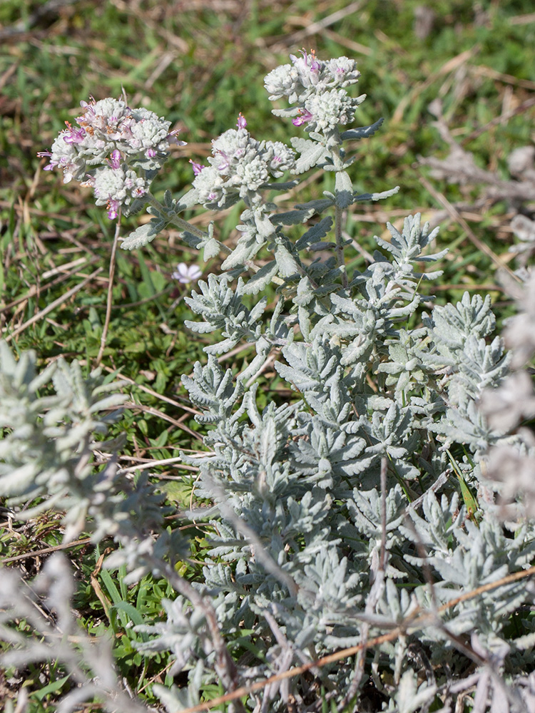 Изображение особи Teucrium capitatum.