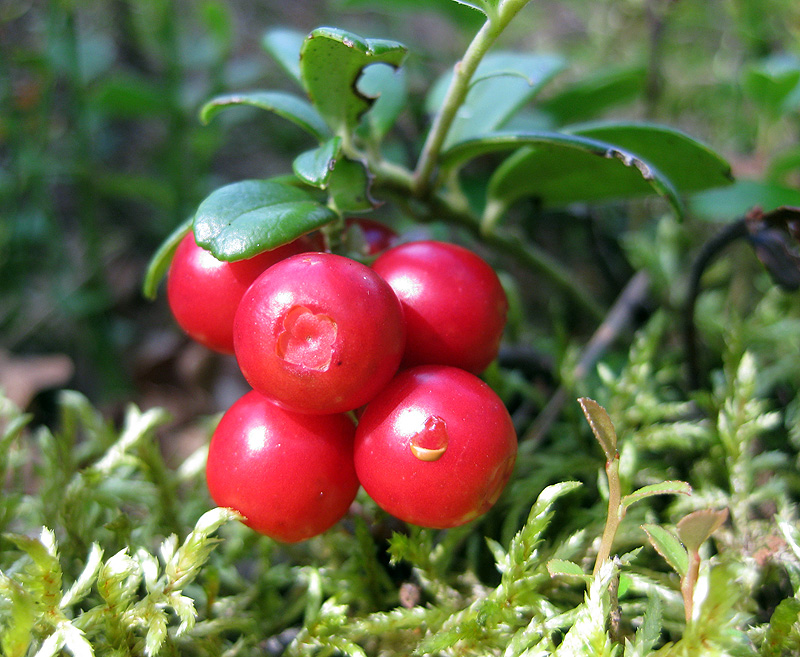 Image of Vaccinium vitis-idaea specimen.